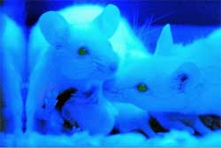 Les cellules souches dopent le tonus musculaire des souris